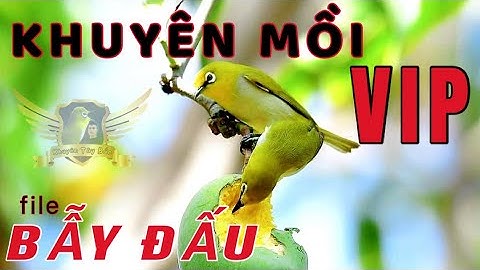 Vành Khuyên Mồi Líu Gọi Bầy - Dụ Bổi Cực Tốt - Khuyên Mồi Líu Vip Dành Cho Anh Em Đi Bẫy Chim | KTB