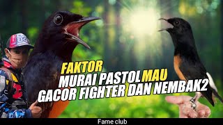 Download Lagu agar murai pastol gacor  fighter dan nembak - nembak MP3