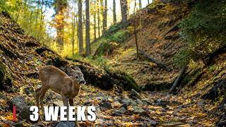 Wild Deer Walking Through Autumn Forest | Camera Trap