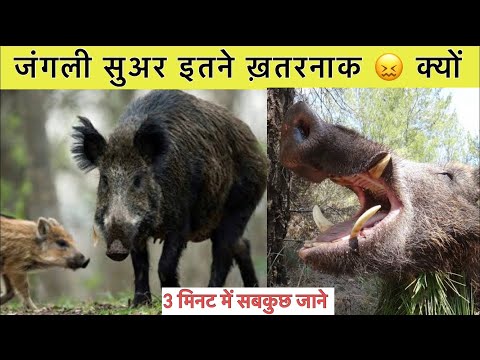 वीडियो: क्या जंगली सूअर निशाचर होते हैं?