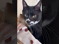 お話ししてくれる甘えん坊猫ざきお🐈ハチワレ猫動画