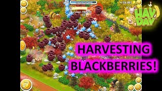 HAY DAY - HARVESTING FRUIT! screenshot 4