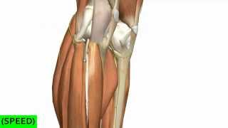 [SPEED] Muscles of the Leg - Part 2 - Anterior and Lateral Compartments