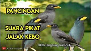 SUARA PIKAT BURUNG JALAK KEBO PALING DI CARI || PANCINGAN JALAK LIAR.