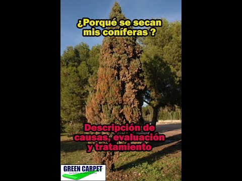 Video: ¿Los pinos pierden sus hojas?
