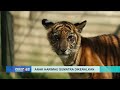 Banun Kinantan, anak harimau Sumatra lahir dan dikenalkan