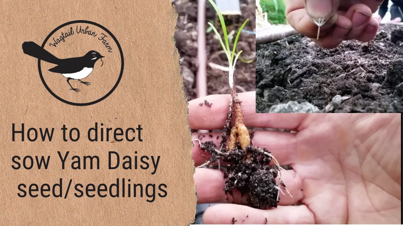 How to direct sow yam daisy (Microseris lanceolata) seed/seedlings