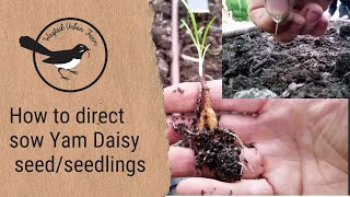 How to direct sow yam daisy (Microseris lanceolata) seed/seedlings | Wagtail Urban Farm