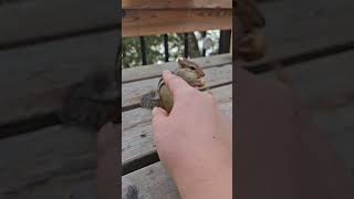 SO CUTE petting a chipmunk ? nature chipmunk cute animals