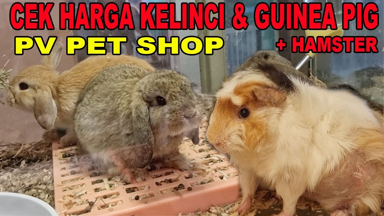 CEK HARGA KELINCI & GUINEA PIG KELAS SULTAN