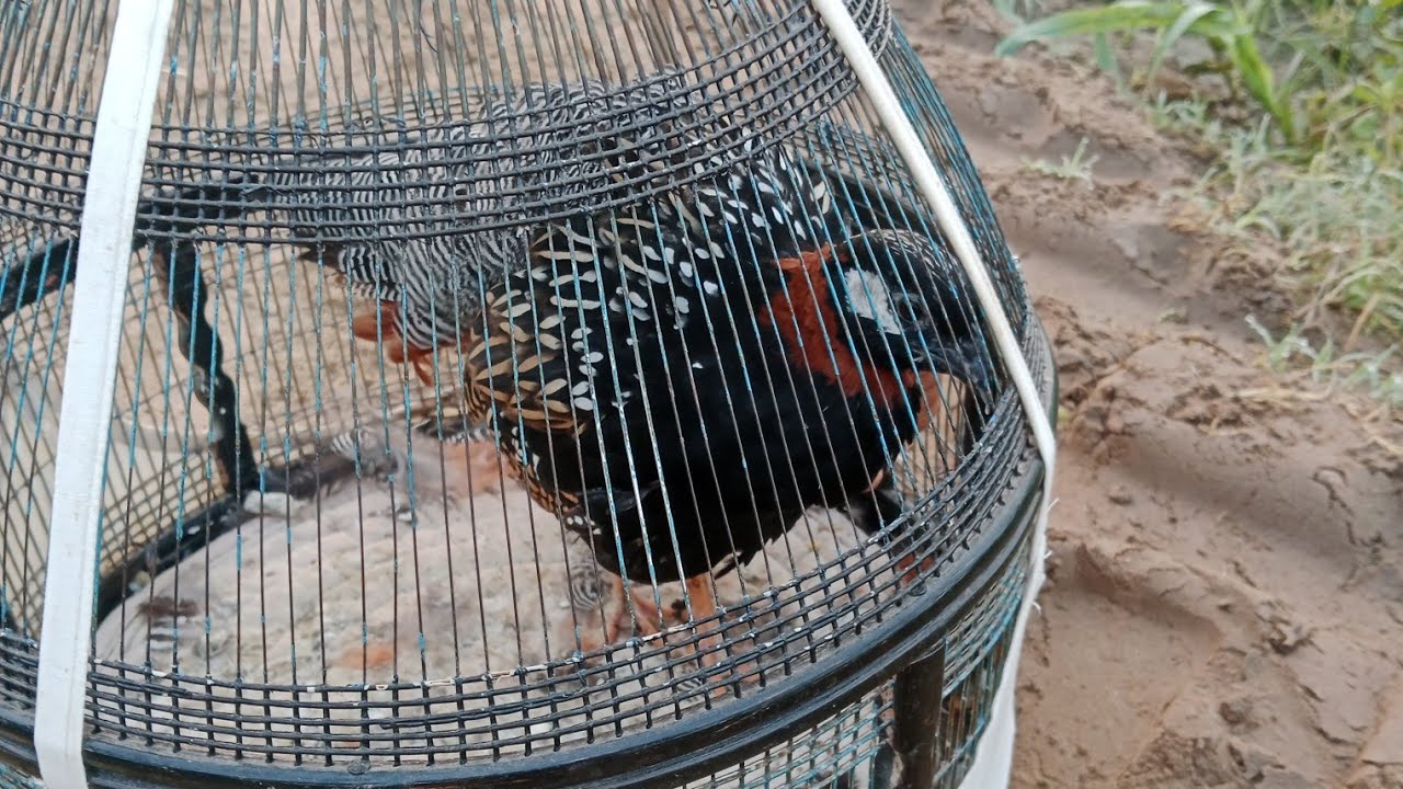 تیتر کو خوراک دینے کی ویڈیو