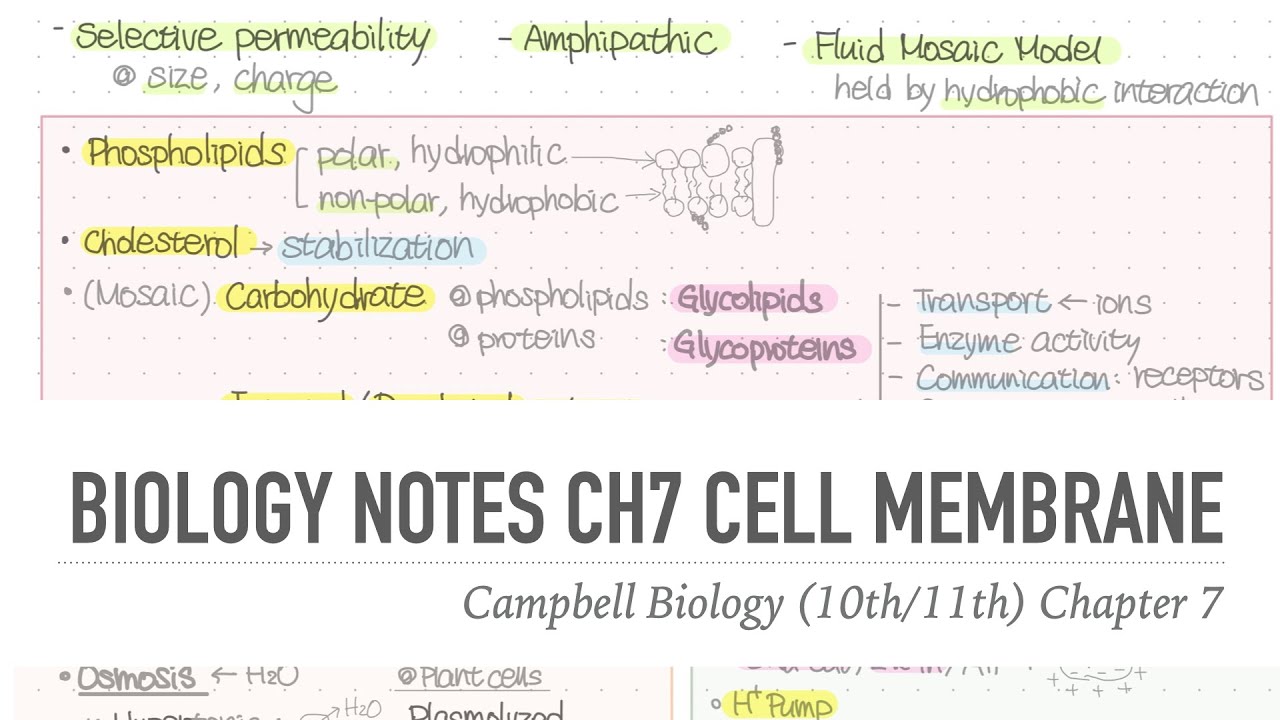 1001 Notes 📒 Ch 7 Cell Membrane 📝 Campbell Biology (10th/11th) Notes ...