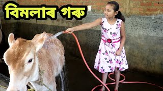 বিমলাৰ গৰু , Bimola Video