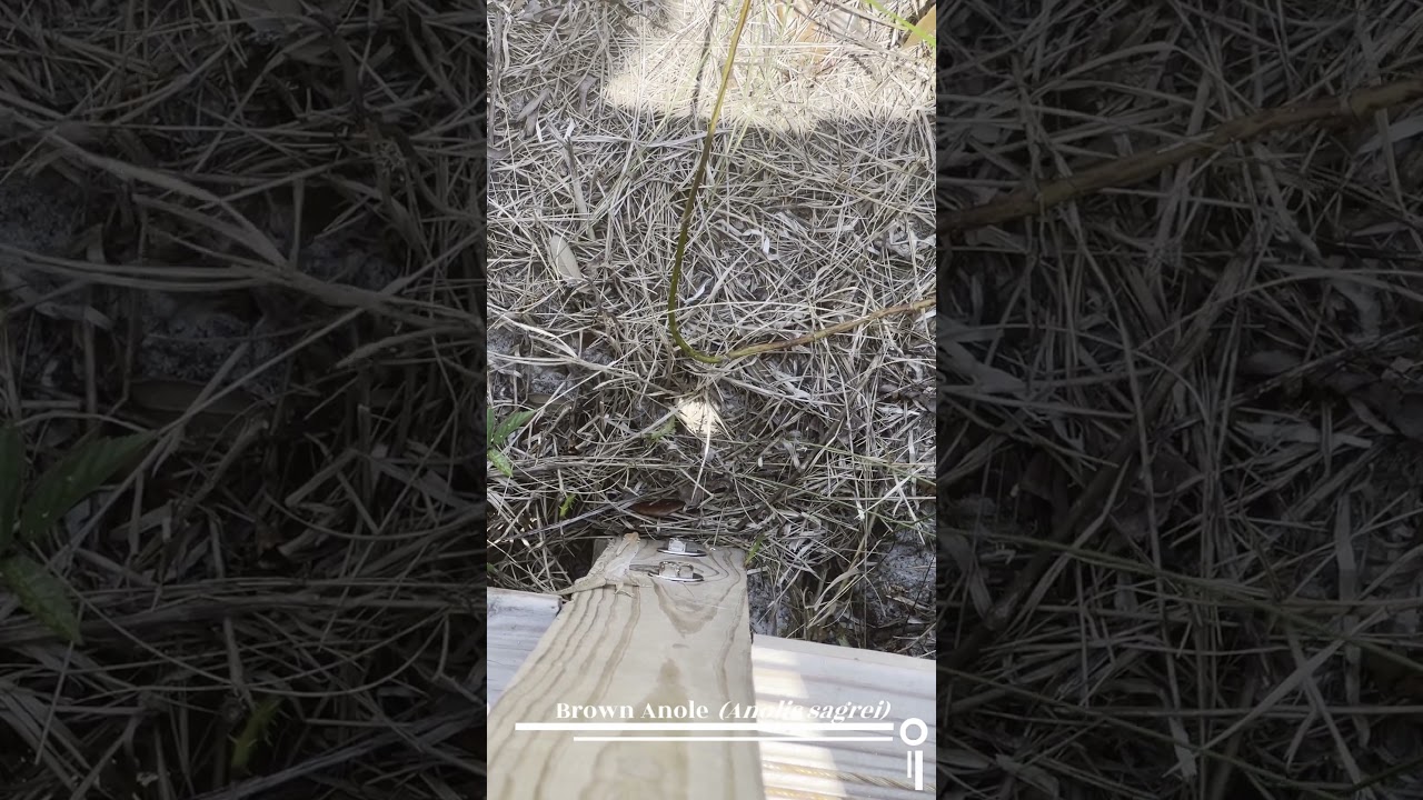 Brown Anole! 