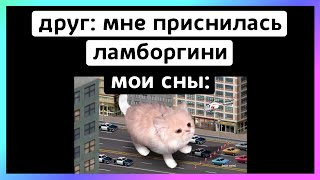 котик тикток