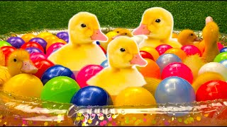 Ducklings in the pool among colorful balls