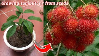 How to propagate rambutans from seeds