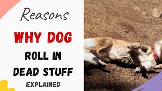 Why Do Dogs Roll in Dead Stuff - Explained With Reasons and What to do to Stop Them.