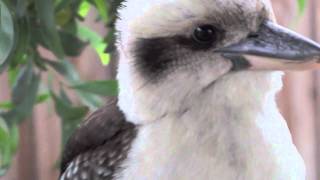 Kookaburra in Melbourne  Australia