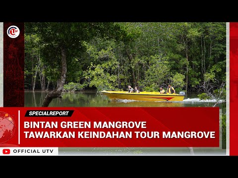 BINTAN GREEN MANGROVE TAWARKAN KEINDAHAN TOUR MANGROVE | U-NEWS SPECIAL REPORT