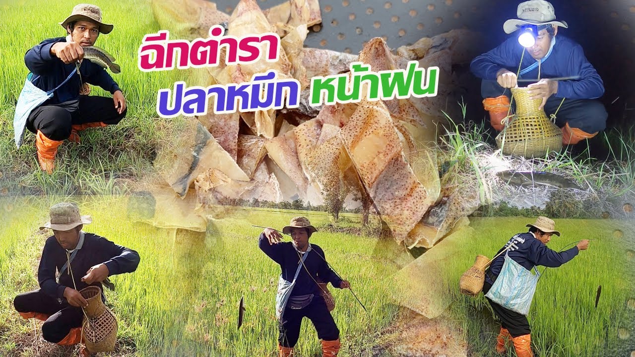 ฉีกตำราใส่เบ็ด เหยื่อปลาหมึกแห้ง หน้าฝน ใครว่ามันไม่กิน เปลี่ยนความคิดใหม่ได้เลย เหยื่อง่ายๆ แต่หมาน