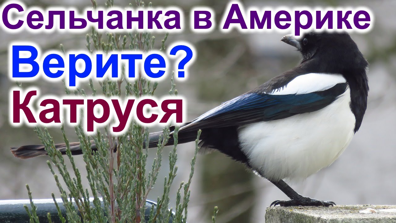 ⁣Сельчанка в Америке. Вы верите? Столько крика. Катруся