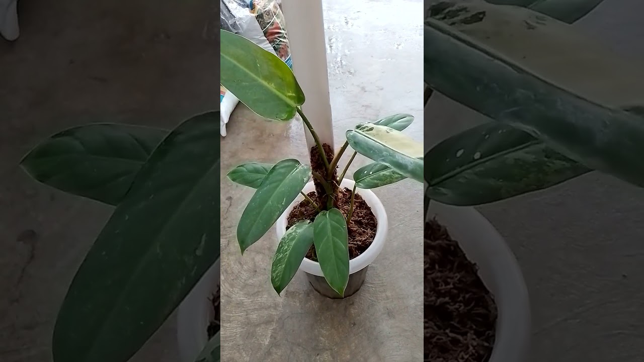 Philodendron Whipple Way .