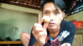Buah Langsep Wes Kemecer Di Lidah Kecut Banget Gaes