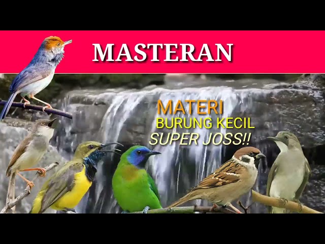 1 JAM NON STOP!! MASTERAN KOMBINASI BURUNG KECIL IRAMA LAGU ENAK JOSS class=