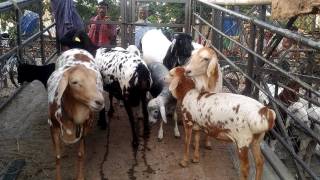 Australian Dumbaa Sadeeq Agro 2017