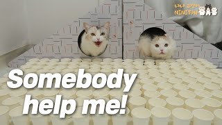 The Cats are Trapped In the Holes! Somebody Help!!!