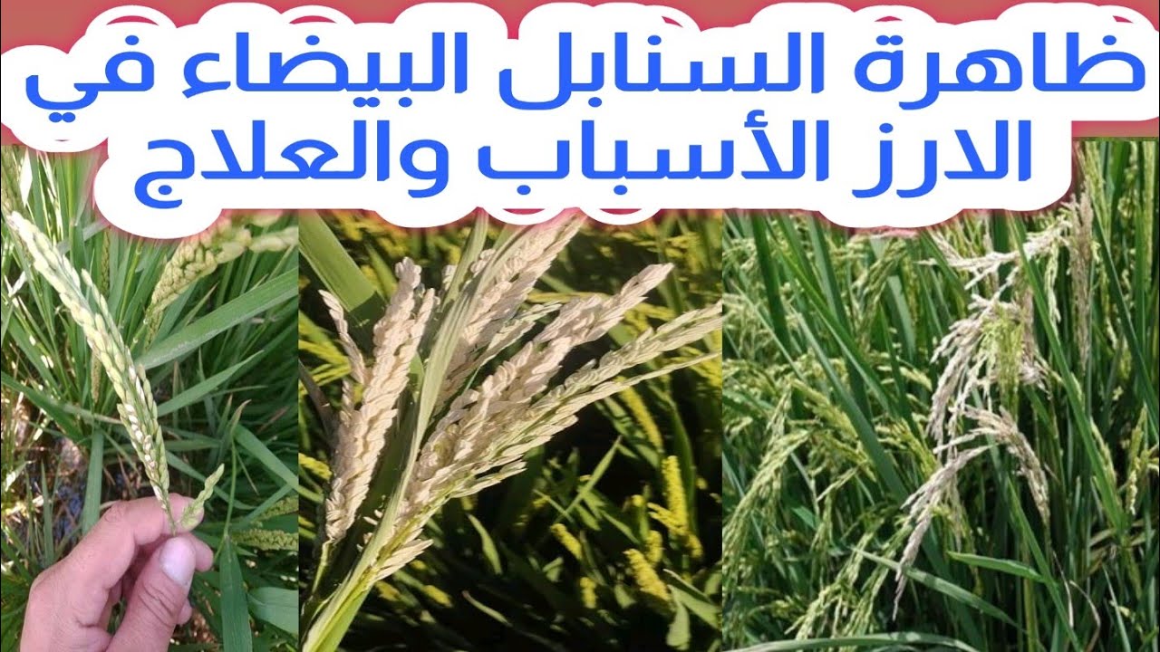 ظاهرة السنابل البيضاء في الارز الأسباب والعلاج حصريا علي قناة الزواوي الزراعية