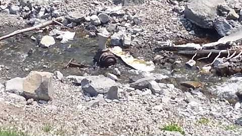 Crowsnest Pass     Dakota Plane Crash Site  Aug 2015