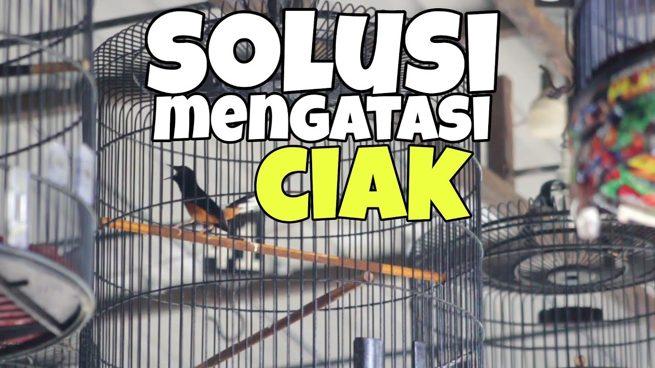 Cara mengatasi murai batu ciak atau cabut bulu