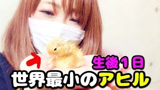 【コールダック】世界最小のアヒル　〜生後１日〜
