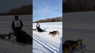We camped out for the #iditarod
