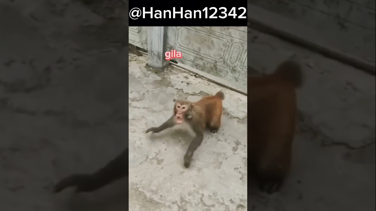 Monyet Kaget!! 🤣 | 