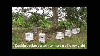 Download Lagu Malaysia Beekeeping \u0026 Durian Honey.wmv MP3