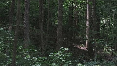 Joseph Smith Lecture 1: The First Vision and Its Aftermath | Truman G. Madsen