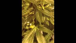 Race to 420 bloom week 5
