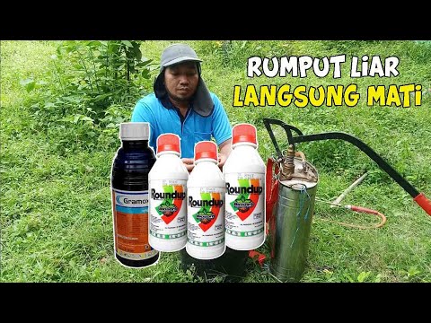 Video: Bagaimana Memberi Makan Mentimun Untuk Pertumbuhan? Ganti Top Di Rumah Kaca Dan Di Lapangan Terbuka Dengan Obat Tradisional. Bagaimana Cara Menyiram Agar Tumbuh Dan Berbuah Lebih C