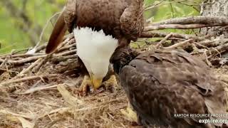 Decorah North Eagles,Mr North With Fish & Molting Feather 5/21/19