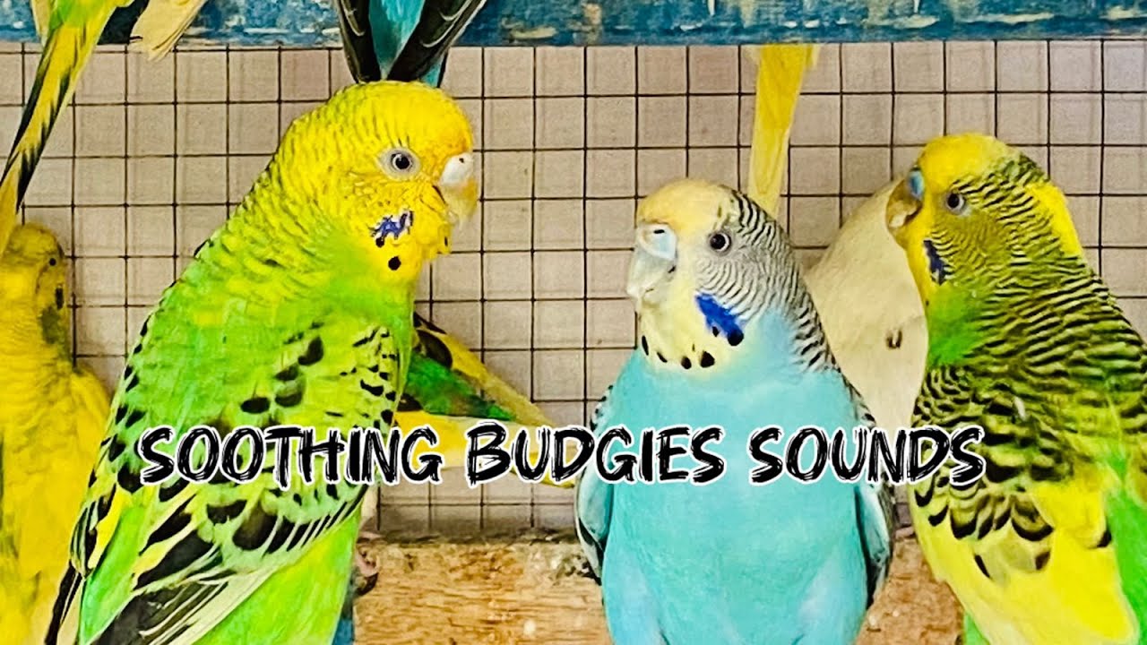 6 Hours of Colorful Budgies Chirping 🐦🌈 | Relaxing, Happy Nature Sounds