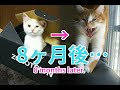 猫と飛行機で引っ越しました。やっぱりチュールは正義【子猫(だいず)の成長】道産子