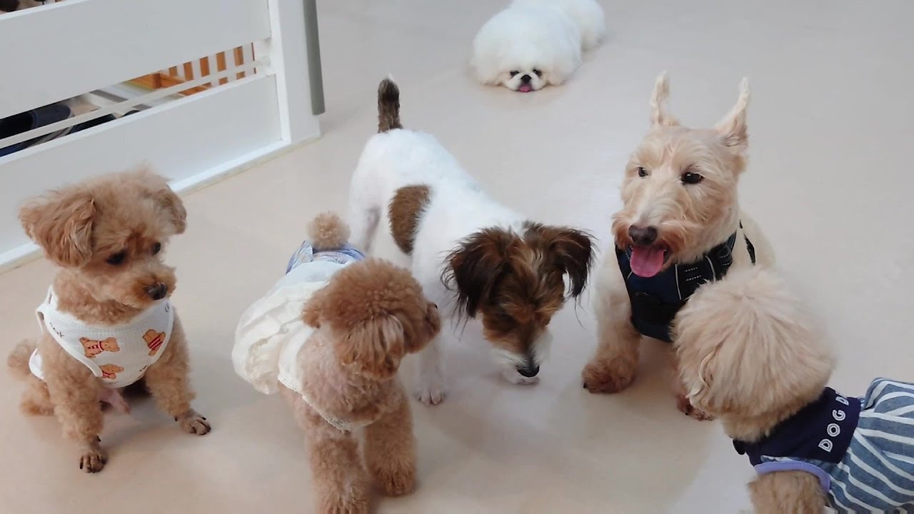 スコティッシュテリアと仲間たち、後ろに綿毛 🐶ひみつきちなう！①