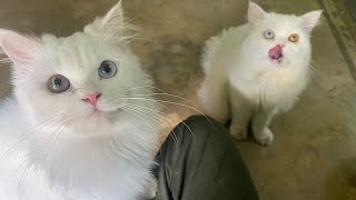 ถึงเวลาผสมพันธุ์รอลูกๆคอก2 #ข้าวต้ม #หมูย่าง แมวเปอร์เซียตา2สี แมวสก๊อตติชโฟลด์ตา2สี