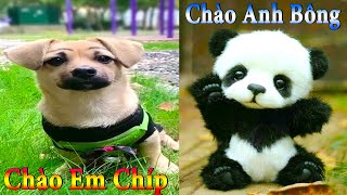 Dương KC | Bông Bé Bỏng Ham Ăn #16 | chó thông minh đáng yêu | funny cute smart dog pets Thú Cưng TV