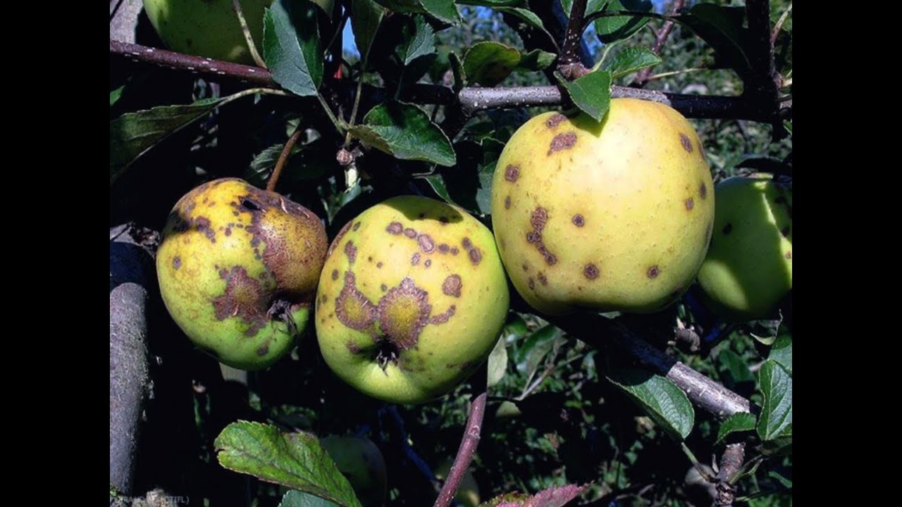 Identifying And Treating Apple Tree Diseases Apple Tree Leaf Curl Identifying And Treating Apple Tree Diseases Apple Tree Leaf Curl