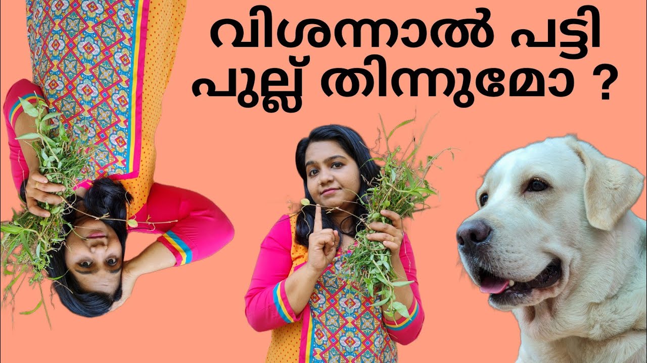 നിങ്ങളുടെ പട്ടി പുല്ല് തിന്നാറുണ്ടോ?  Why do dogs eat grass? | Dogs eating grass and throwing up