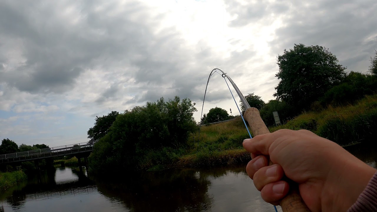 hardy perfect på arbejde med blank laks ;)